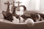 Cat In Sink