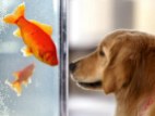 Service Dog Meets Goldfish